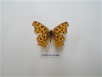 藏品(黃鉤蛺蝶)的圖片